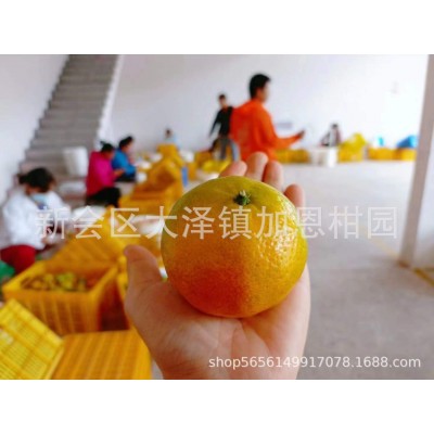 新会产地柑橘 大红果皮二红果皮 新会一线产区正宗广陈皮批发