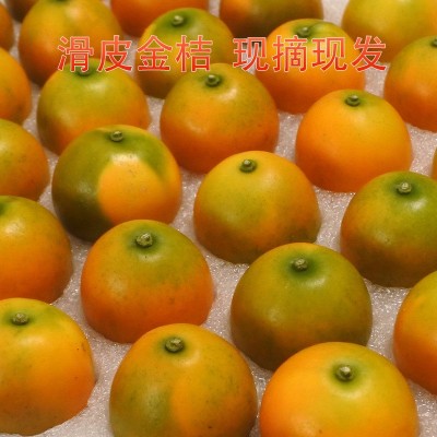 滑皮金桔水果生鲜金桔现采直发脆爽香甜质量保证皮薄
