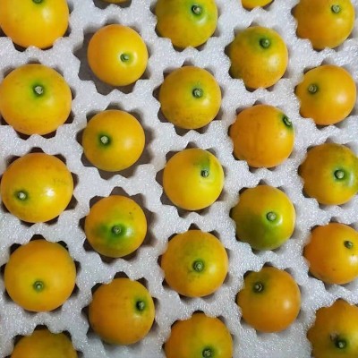 滑皮金桔水果生鲜金桔现采直发脆爽香甜质量保证皮薄图4