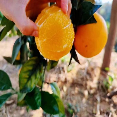 【产地直发】赣南脐橙脐橙新鲜水果现摘5斤孕妇甜橙赣州橙子批发图4