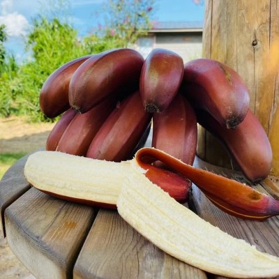 福建漳州红美人香蕉 2/3/5斤应季新鲜水果香甜土楼红皮香蕉代发