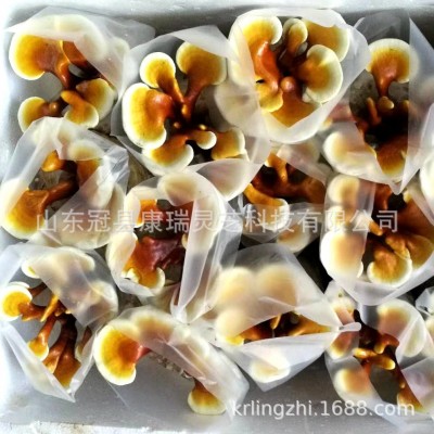 山东冠县康瑞灵芝供应灵芝盆栽 林芝盆栽 林芝 灵芝花 灵芝盆景图3