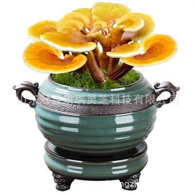 山东冠县康瑞灵芝供应灵芝盆栽 林芝盆栽 林芝 灵芝花 灵芝盆景图5