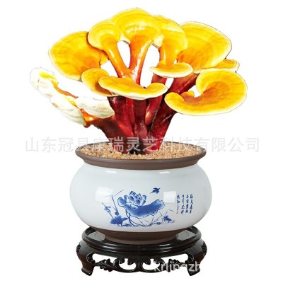 山东冠县康瑞灵芝供应灵芝盆栽 林芝盆栽 林芝 灵芝花 灵芝盆景图4
