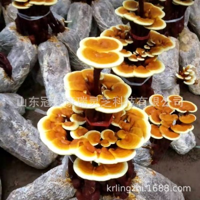 山东灵芝基地供应灵芝盆景 盆栽灵芝 冠县灵芝种苗 灵芝菌种包图5