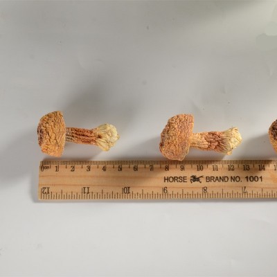 农产品特产巴西菇500g散装批发 食用菌干货姬松茸 产地货源食用菌图4
