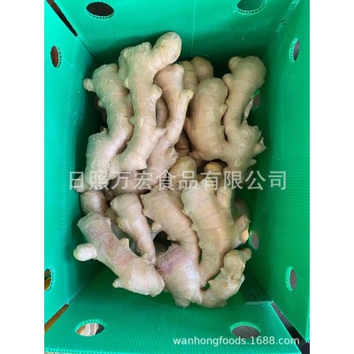 出口姜，出口保鲜姜，出口生姜，鲜姜图3