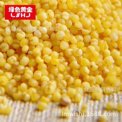 绿色黄金黄小米粥小米农产品食品产地货源厂家直发 五谷杂粮图4