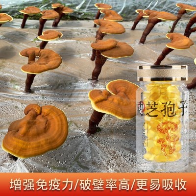 破壁灵芝孢子油礼盒瓶装散装蓝帽安徽大别山软胶囊三萜26.8批发图4
