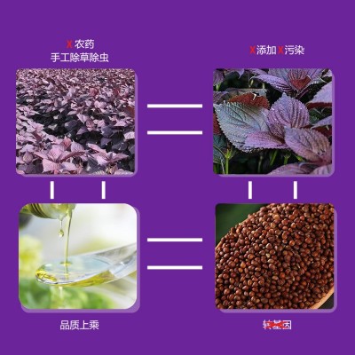 维拓食品紫苏籽油 冷榨脱蜡 食用油 送礼批发 源头厂家图1