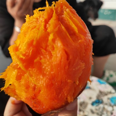 红皮红心烟薯25地瓜坊专用烤地瓜专用大量批发图4