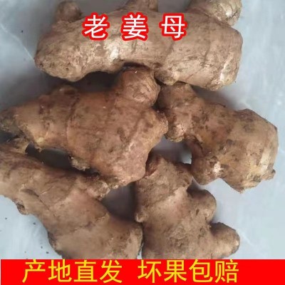 云南小黄姜老姜母1年老姜调味农家种植新鲜蔬菜9斤包邮一件代发图4