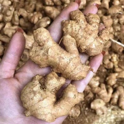 云南小黄姜老姜母1年老姜调味农家种植新鲜蔬菜9斤包邮一件代发图2