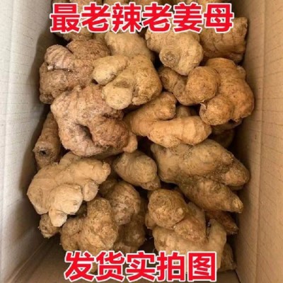 云南小黄姜老姜母1年老姜调味农家种植新鲜蔬菜9斤包邮一件代发图3