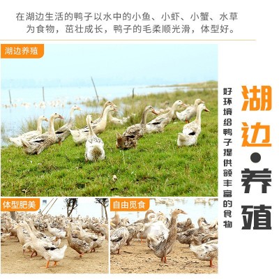正宗凤溪湖流油咸鸭蛋红心流油非烤海鸭蛋20枚土特产节日精装礼盒图4