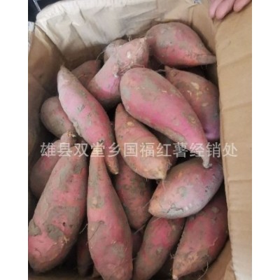 产地直发新鲜流油糖心蜜薯 沙地番薯河北红薯 烤地瓜烟薯25图3