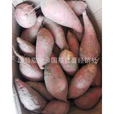 产地直发新鲜流油糖心蜜薯 沙地番薯河北红薯 烤地瓜烟薯25图5