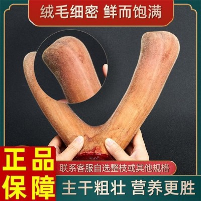 鲜鹿茸 工厂直销鹿茸批发 吉林鲜鹿茸价格 东北鹿茸批发定制图4