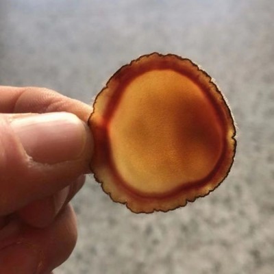 文禹 鹿茸腊片 鹿场基地 高质量产品 长期销售全国发货 泡酒煲汤图5