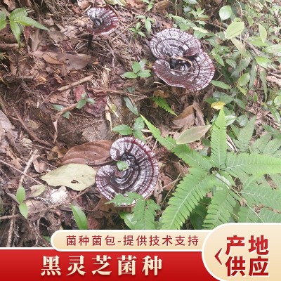 产地供应黑灵芝高产菌种 富菌三十五年老店黑灵芝 菌包提供技术支图3