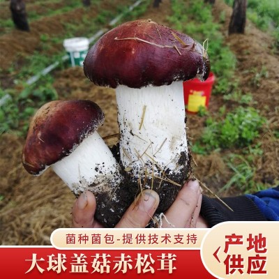 包邮厂家供应食用菌大球盖菇赤松茸菌菇赤松茸菌种原种货源充足
