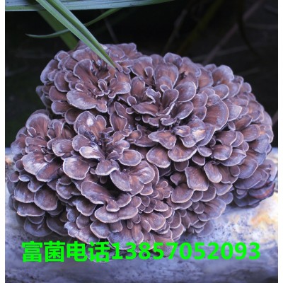 富菌食用菌菌种菌棒菌包优质品种系列公司技术支持图5