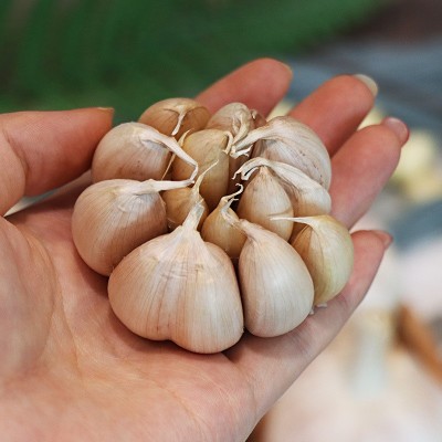 干大蒜白皮辛辣蒜香浓郁颗粒饱满图2