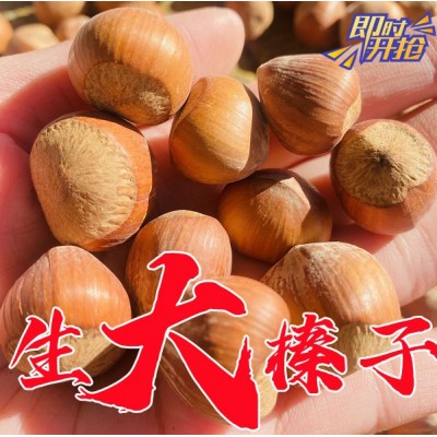 大兴安岭野生榛子铁岭火榛子坚果 水漏生榛子坚果500克图3