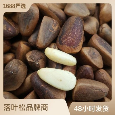 新原味东北伊春野生开口大红松子坚果休闲零食手剥新炒香脆现炒