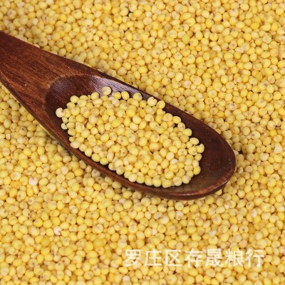 批发大黄米 黍子米 东北大黄米 粽子 糕点 食品原料大黄米图2