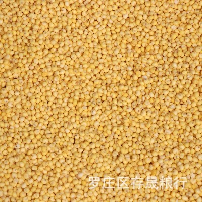 批发大黄米 黍子米 东北大黄米 粽子 糕点 食品原料大黄米图3