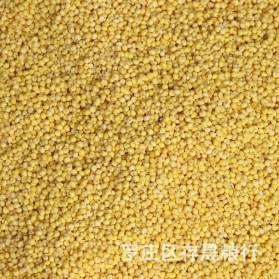 批发大黄米 黍子米 东北大黄米 粽子 糕点 食品原料大黄米图4