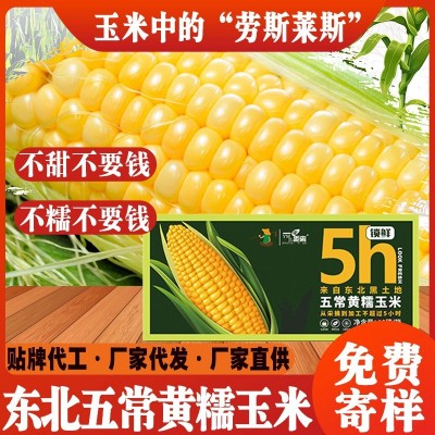 2023年东北黄糯甜玉米每箱10穗装玉米棒黄糯苞米真空包装厂家直发图2