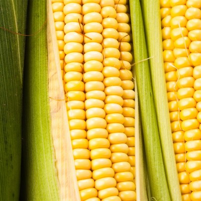2023年东北黄糯甜玉米每箱10穗装玉米棒黄糯苞米真空包装厂家直发图5