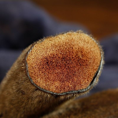 干鹿茸整段含血可切片吉林鹿茸段20--100g血片泡酒料整头茬二杠图2