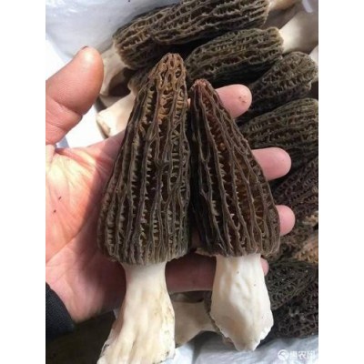 产地一件批发新鲜羊肚菌四川特产非云南香格里拉煲汤食材菌菇蘑菇图4
