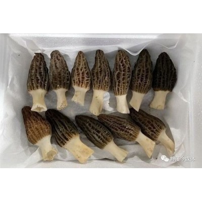 产地一件批发新鲜羊肚菌四川特产非云南香格里拉煲汤食材菌菇蘑菇图3