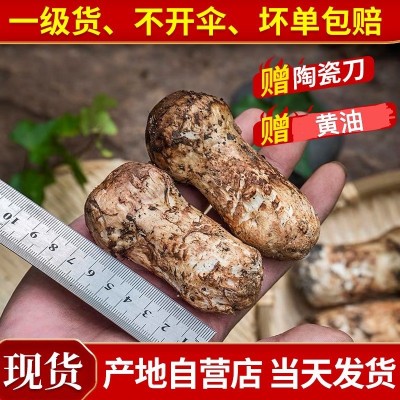 产地批发新鲜松茸一级不开伞香格里拉西藏林芝雅江小金云南野生菌