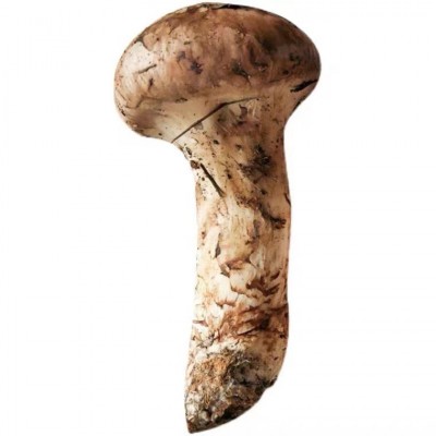 产地批发新鲜松茸一级不开伞香格里拉西藏林芝雅江小金云南野生菌图4