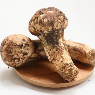 产地批发新鲜松茸一级不开伞香格里拉西藏林芝雅江小金云南野生菌图2