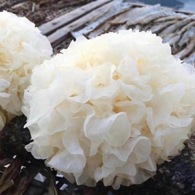现摘新鲜银耳1棒3朵鲜白木耳雪耳木耳鲜活银耳图3