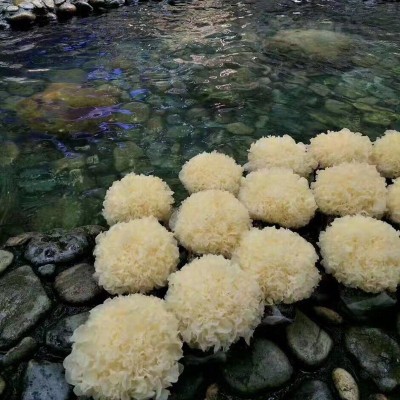 现摘新鲜银耳1棒3朵鲜白木耳雪耳木耳鲜活银耳图4