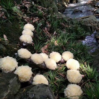 现摘新鲜银耳1棒3朵鲜白木耳雪耳木耳鲜活银耳图5