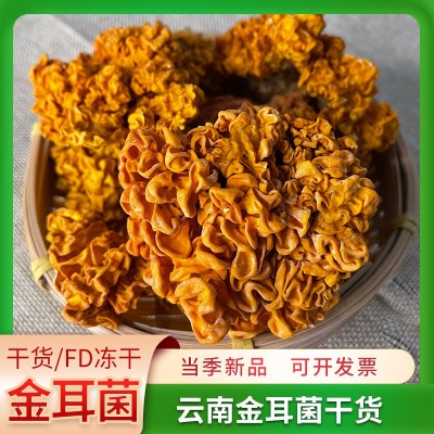 椴木金耳云南特产深山金耳菌黄耳黄木耳菌黄金耳菌菇冻干金耳干货
