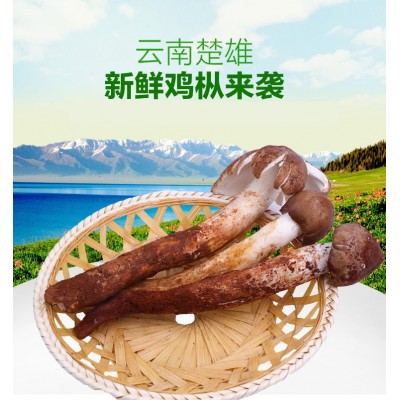 云南特产鸡枞 新鲜鸡枞食用菌批发美味可口 1000g起批
