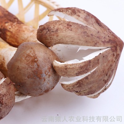 云南特产鸡枞 新鲜鸡枞食用菌批发美味可口 1000g起批图3