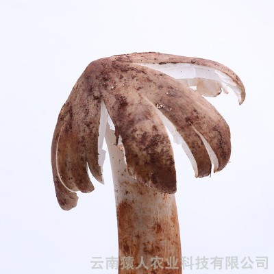 云南特产鸡枞 新鲜鸡枞食用菌批发美味可口 1000g起批图2