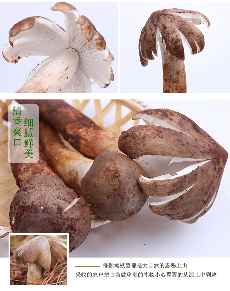 鸡枞_04
