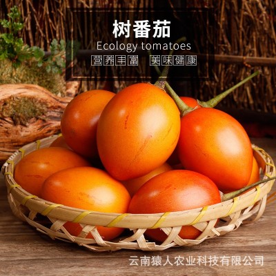 云南特产新鲜树番茄云南树番茄 自家种植 美味可口树番茄厂家批发