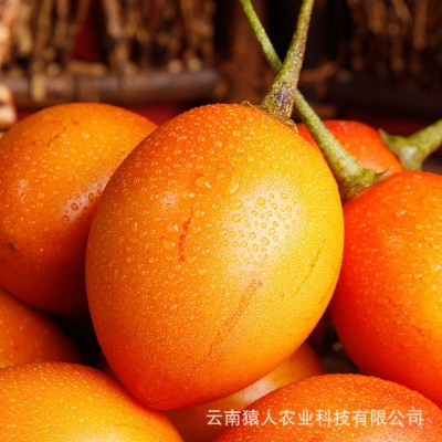 云南特产新鲜树番茄云南树番茄 自家种植 美味可口树番茄厂家批发图2